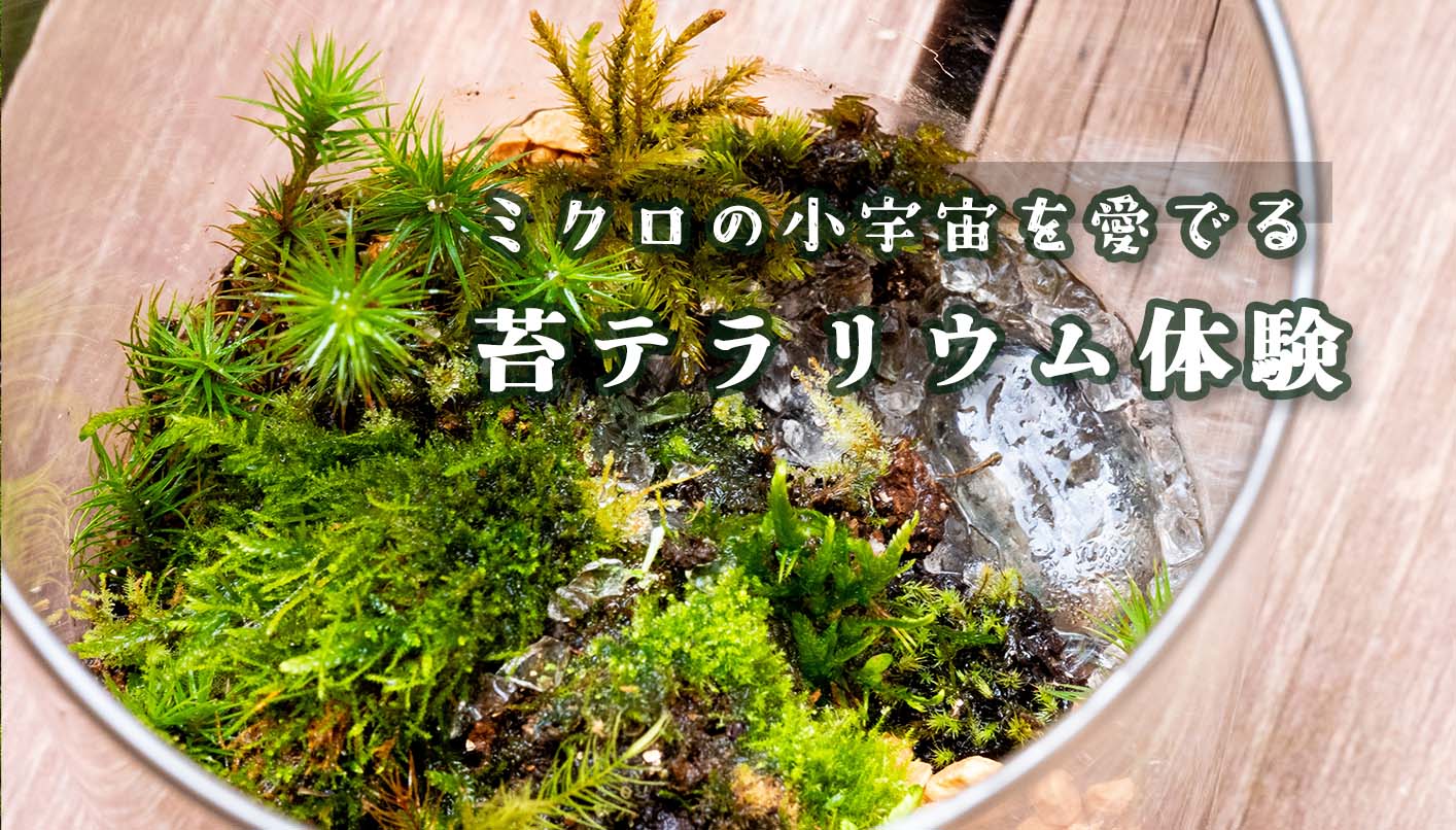 苔テラリウム体験